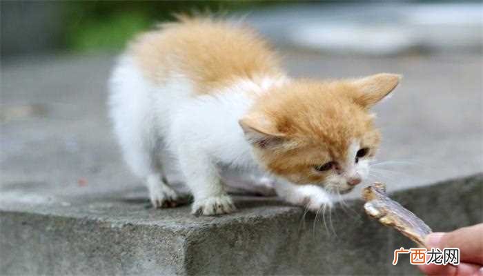 猫喜欢吃鱼有两个原因 猫为什么喜欢吃鱼