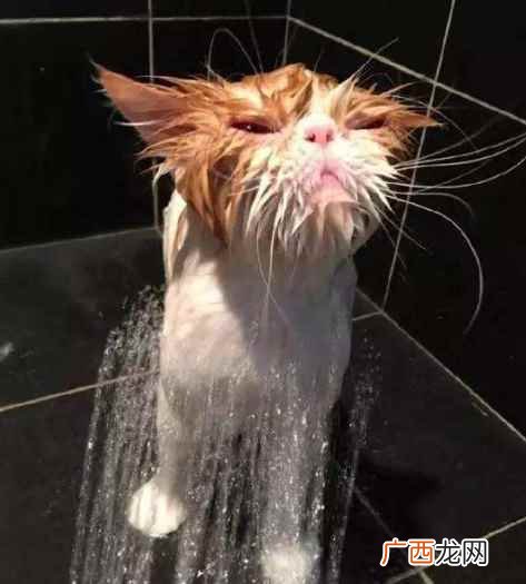 猫咪不能吃的食物分类 猫咪多久洗一次澡