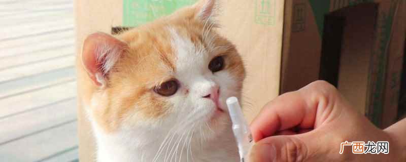 猫咪多大开始体外驱虫 猫咪体外驱虫多久一次