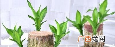 在风水上的寓意是什么 巴西木的寓意和象征