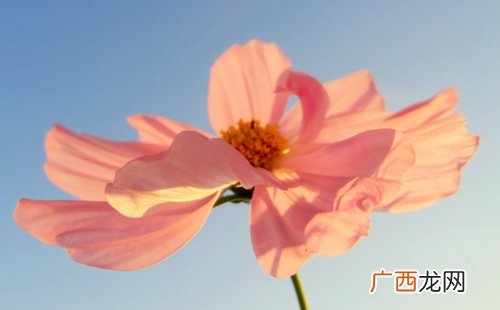 射手女长相好看吗 射手座女生漂亮吗