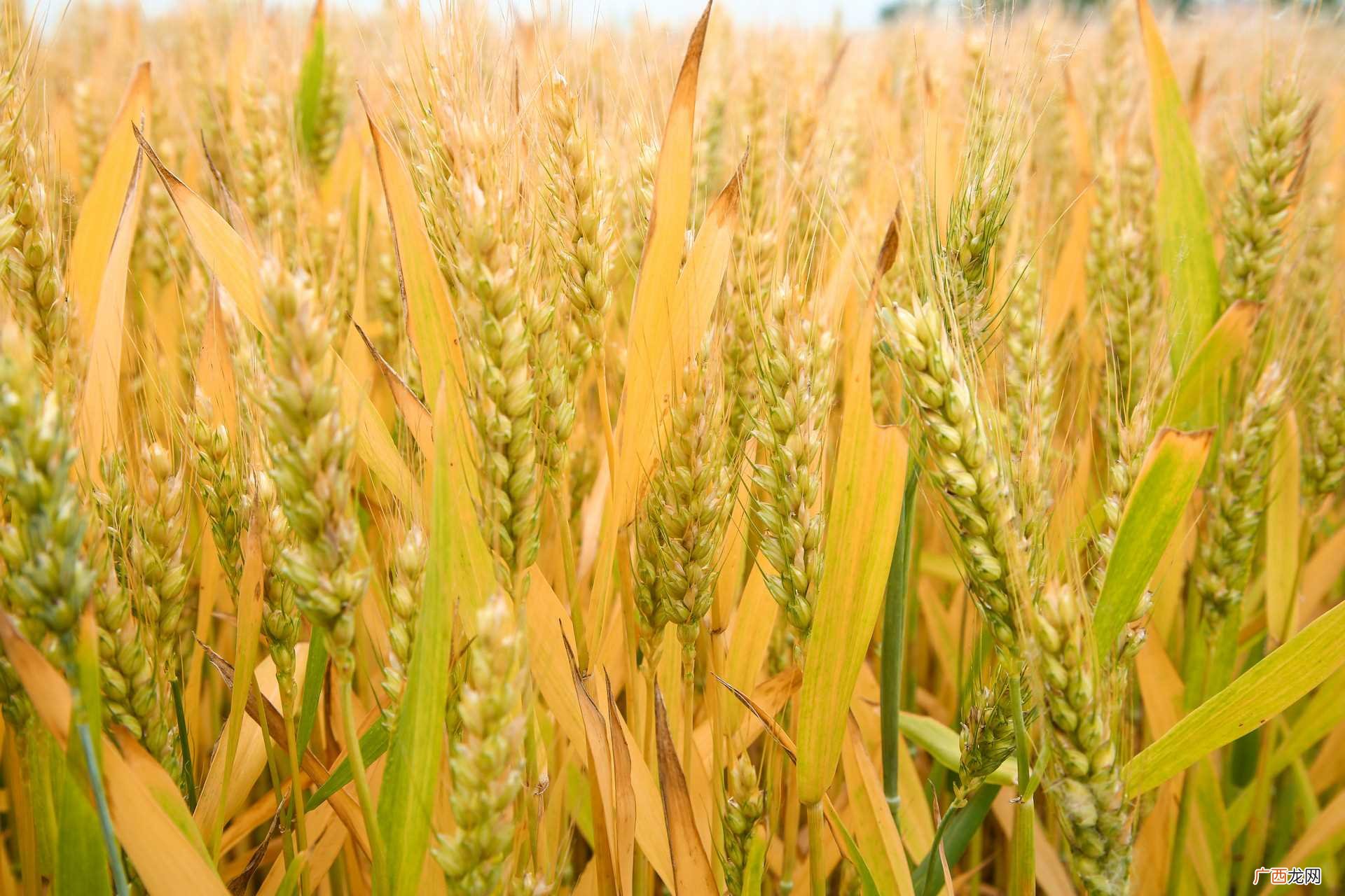 中国最早发现小麦遗址是在河姆渡流域附近 粮食的起源与由来