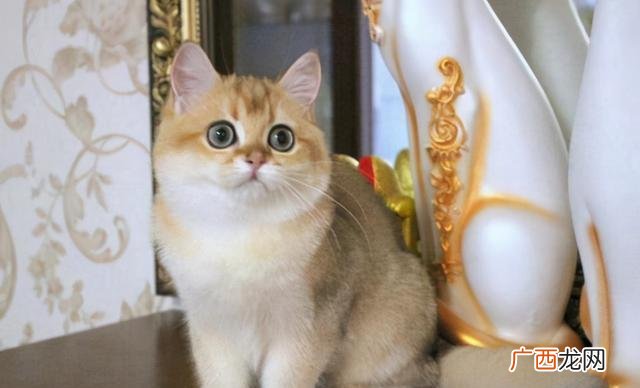 7种常见宠物猫咪品种名称简介 宠物猫品种和价格图片