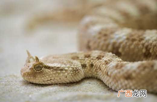 男属蛇和女属狗在一起并不会幸福 蛇狗相配吗