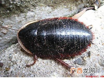 山蟑螂怎么消灭的具体操作步骤 山蟑螂怎么消灭