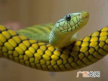 蛇和鼠相冲吗