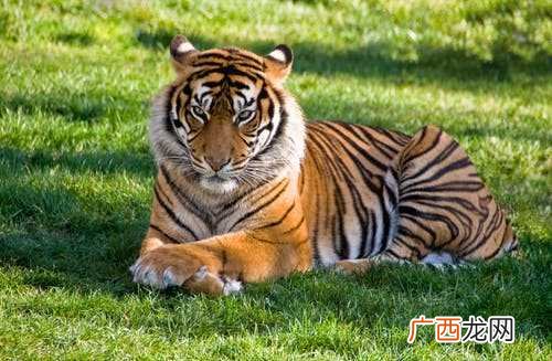 虎和狗合不合