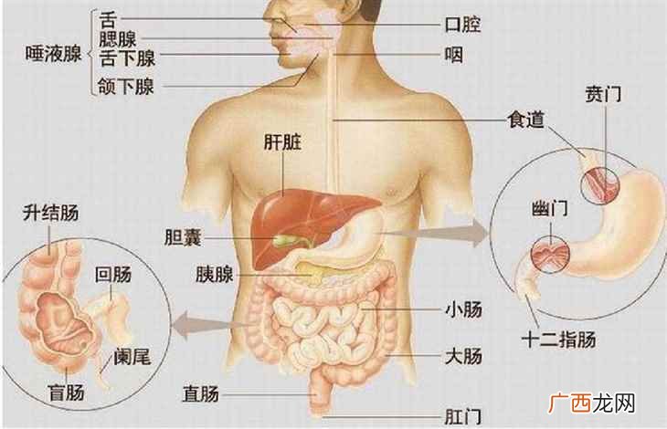 上消化道从解剖结构进行判断 上消化道包括哪些部位