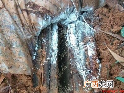 家里有白蚁怎么办的具体操作步骤 家里有白蚁怎么办