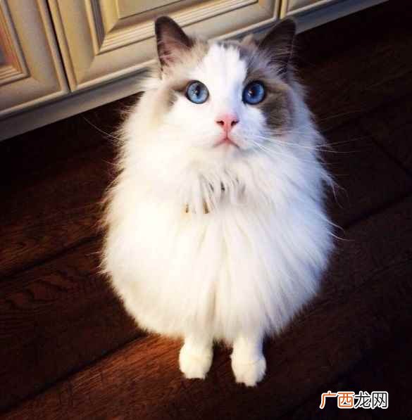 布偶猫价格为何如此之高 布偶猫多少钱一只正常价