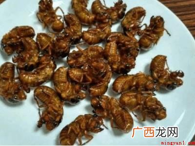 知了猴怎样长期保存的具体操作步骤 知了猴怎样长期保存