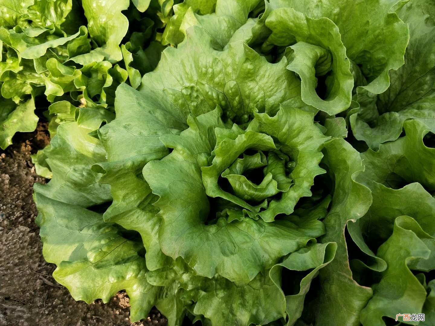 夏天生菜的种植技巧 生菜种子直接种还是先催芽好