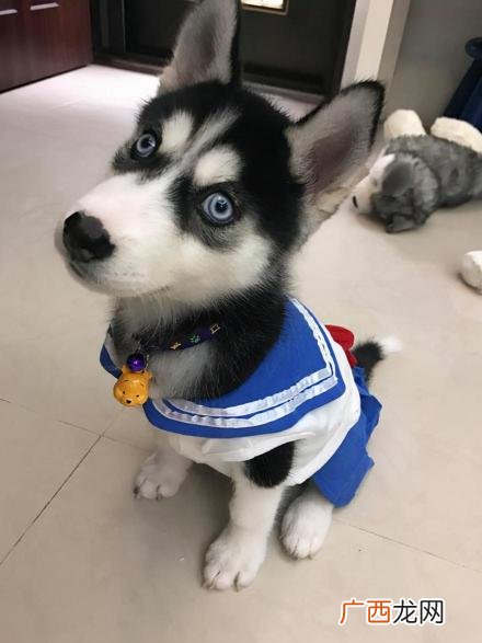 哈士奇多少钱一只? 哈士奇幼犬多少钱一只