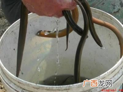 夏天黄鳝怎么保存不会死