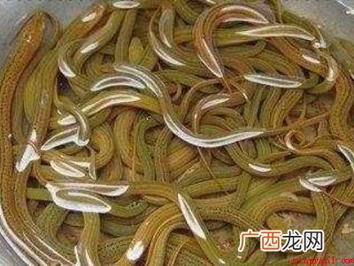 夏天黄鳝怎么保存不会死