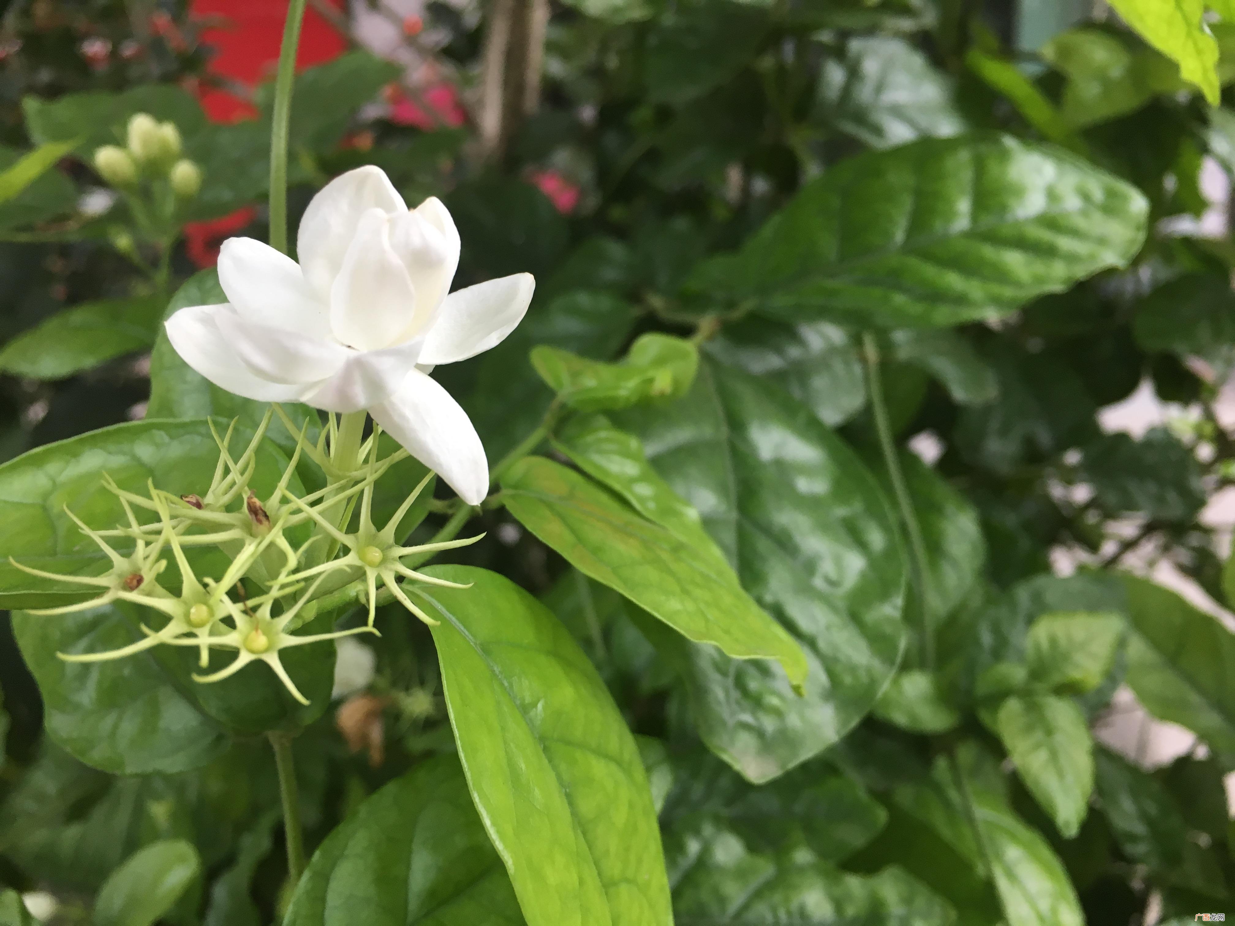 很多人搞错了难怪养不好 茉莉花适合室内还是室外