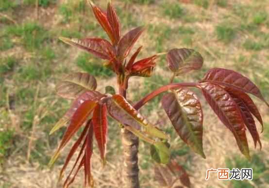 吃香椿的好处