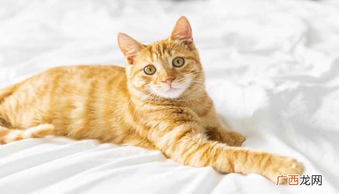 橘猫个性活泼好动也比较爱叫 橘猫是土猫吗