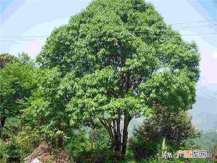 石楠树为什么又叫男人树呢 石楠花为什么叫精子树