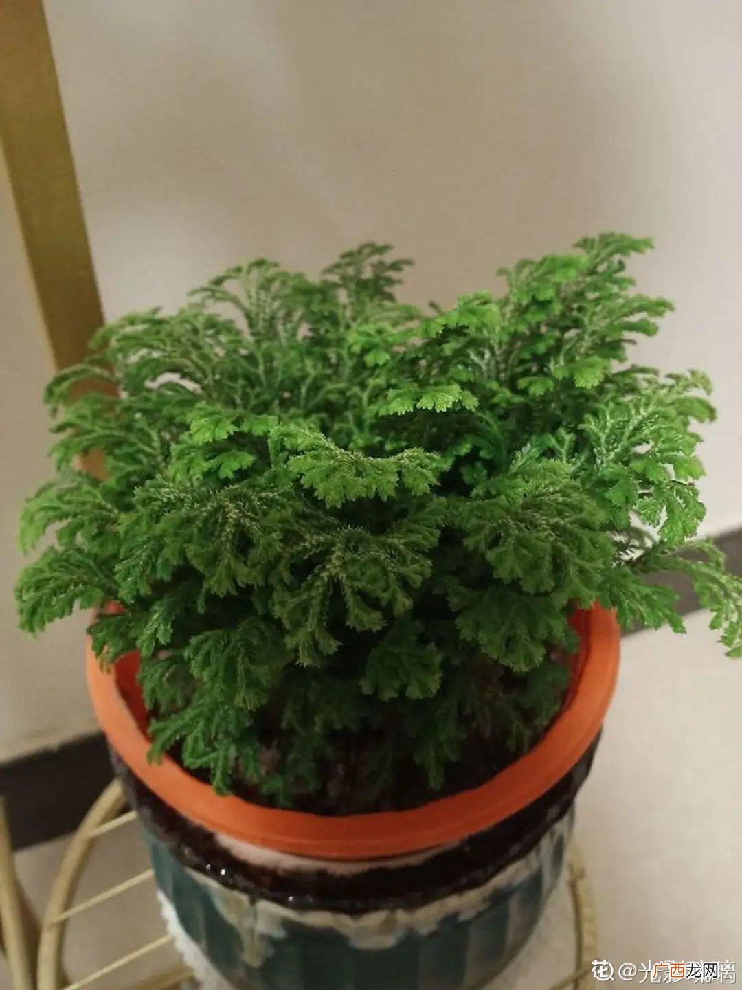 适合家里的10种好养花卉盆栽 十大养不死的盆栽植物