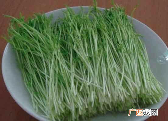 松柳苗的功效与作用