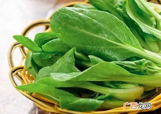 鸡毛菜是小白菜吗