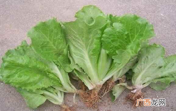 吃生菜可以减肥吗生菜的减肥方法 生菜怎么吃减肥