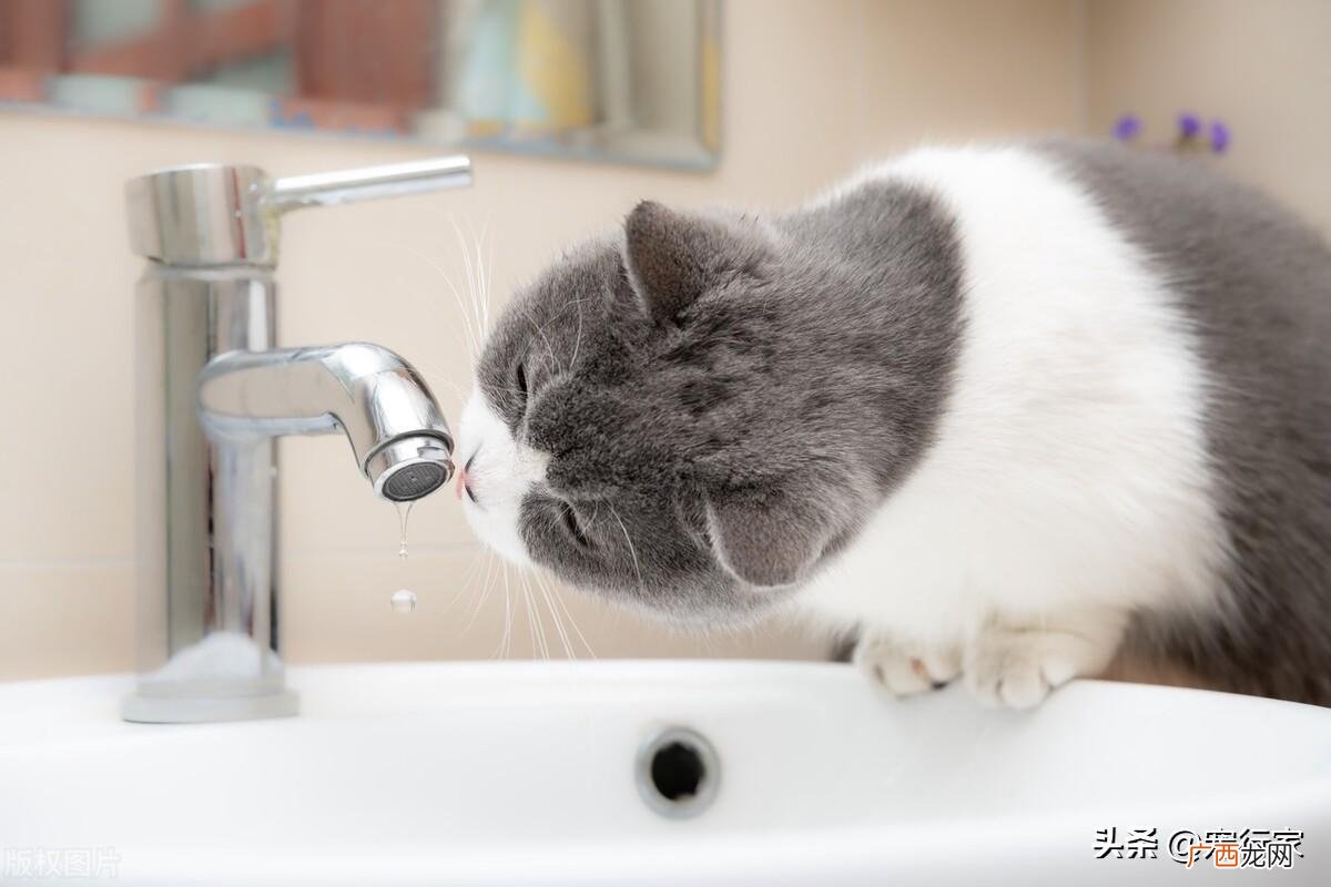 骗猫喝水的5个套路！ 猫咪不喝水怎么解决