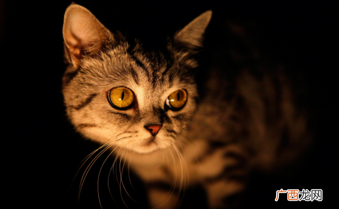 猫一直走来走去还叫唤的原因 为什么猫晚上一直叫个不停
