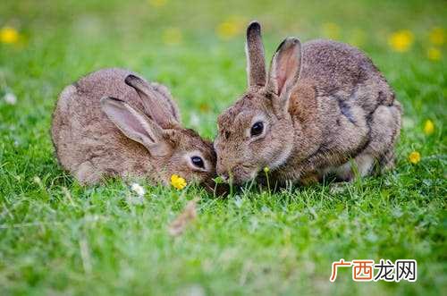 马与兔的婚姻合适吗