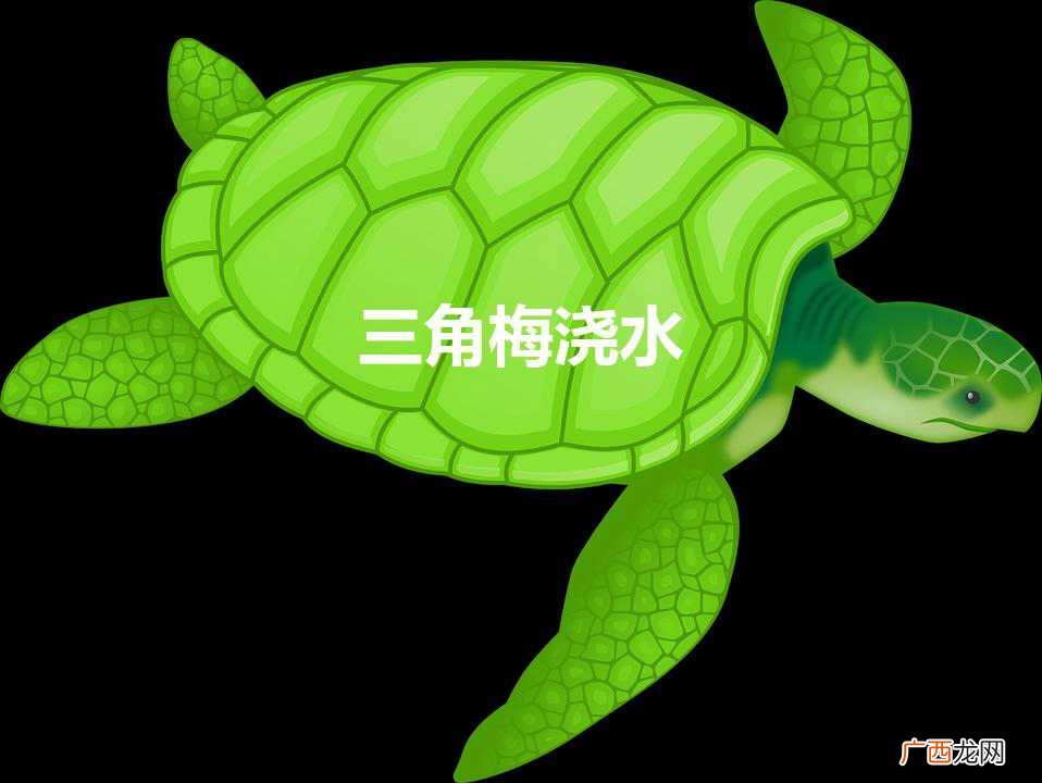 三角梅浇水（三角梅开花时怎么浇水)