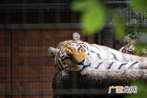 属虎人决不把事情憋在心里 属兔和属虎的婚姻怎样