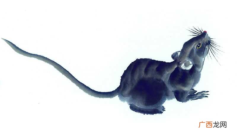 男鼠和女猪相配吗婚姻