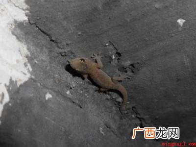 家里有壁虎怎么处理有效