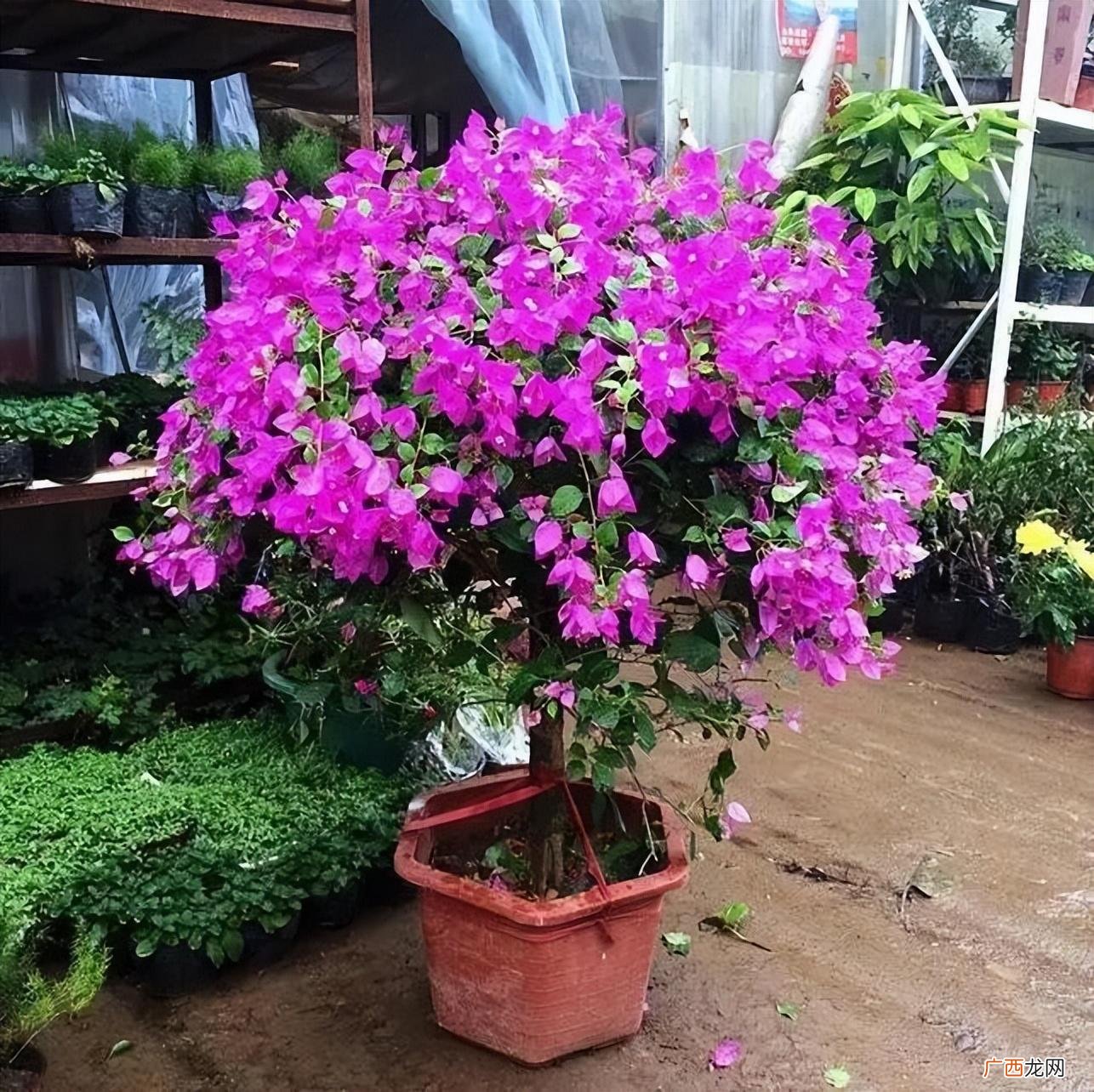 养这7种喜光花，光照越强开花越多 露台适合种什么植物