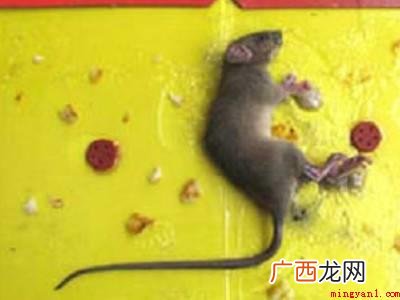 家里有老鼠怎么办快速灭鼠的具体操作步骤 家里有老鼠怎么办快速灭鼠