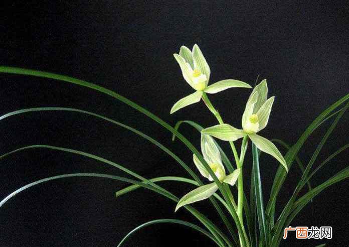 兰花——礼品用花有的国家给贵宾送一两枝名贵的兰花 兰花寓意代表