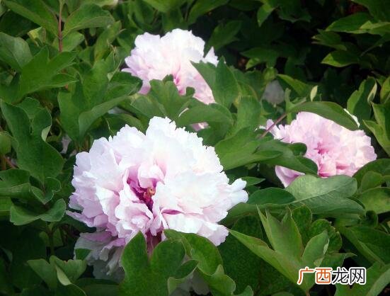 牡丹花每年的花期在4-5月fen 牡丹一年开几次花