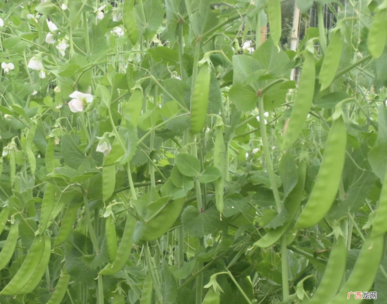 豌豆苗高产量种植方法及管理技术 豌豆什么时候种植最好
