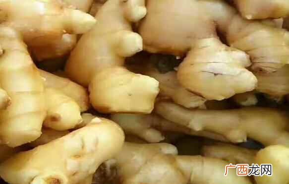 红芽姜和黄爪姜有什么区别 姜的种类