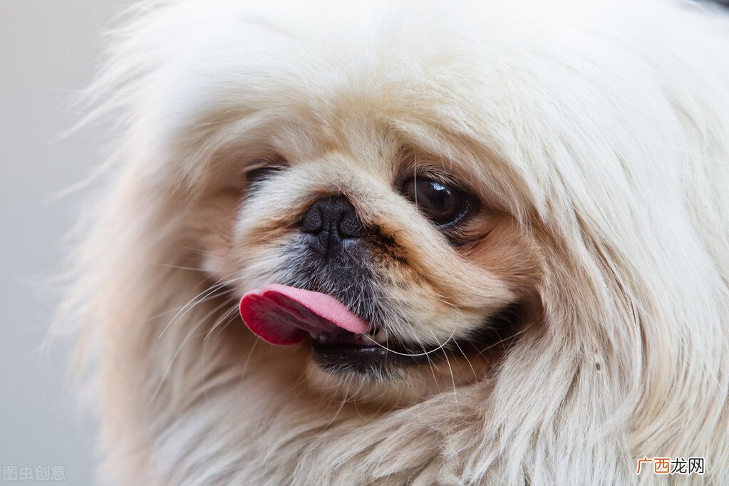 为什么养京巴犬的人越来越少 京巴犬为什么没人养