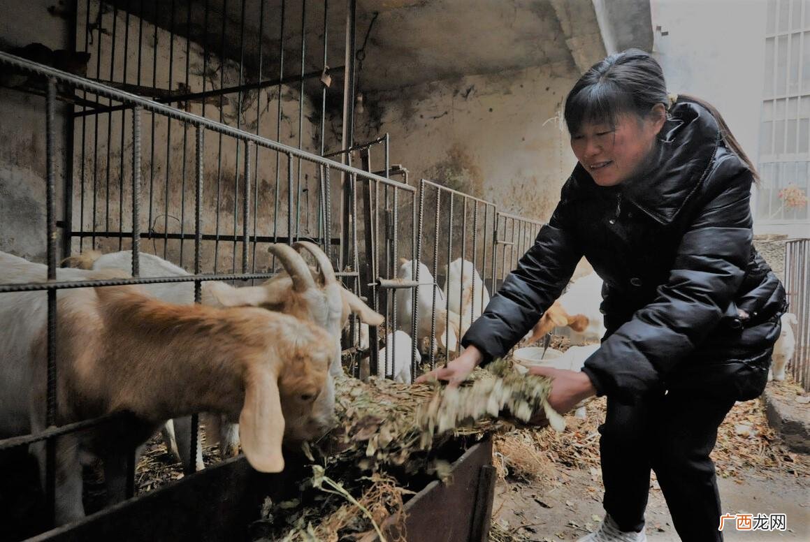 圈养山羊的技术和管理方法 波尔山羊养殖技术大全