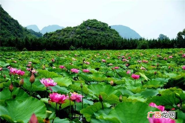 云南普者黑旅游攻略必去景点 云南普者黑最佳旅游季节