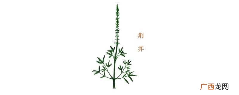 荆芥就是猫薄荷吗