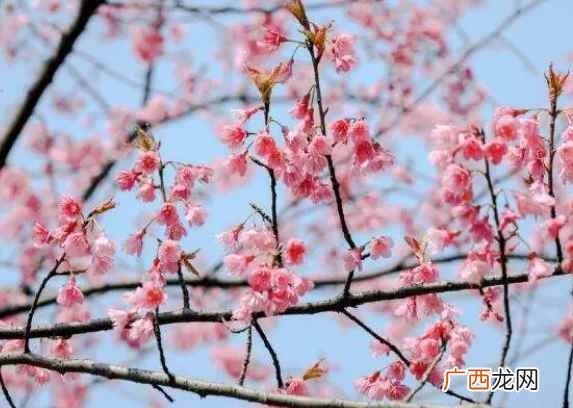 2022武汉樱花几月开