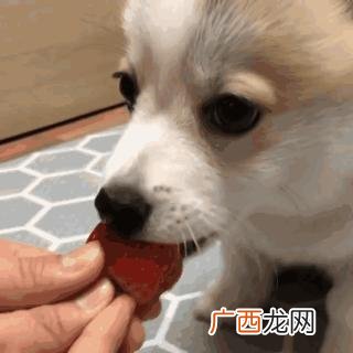 狗狗最难养的几个月，新手养宠注意啦 拉布拉多最难养的阶段