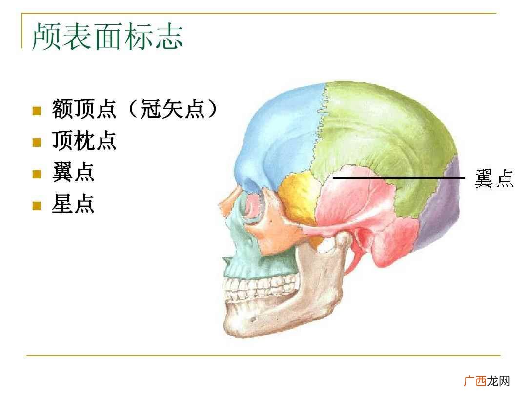 翼点名词解释