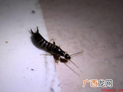 家里发现螋怎么办的具体操作步骤 家里发现蠼螋怎么办