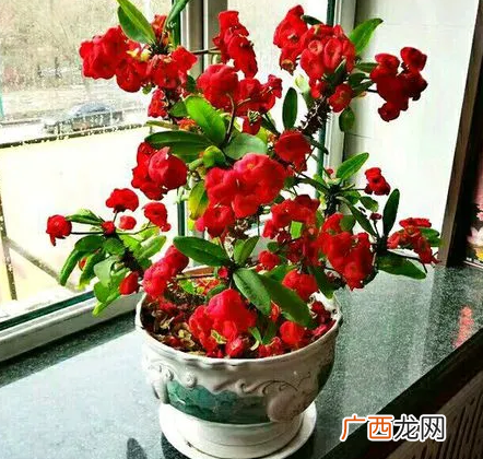 常见喜欢阳光盆栽植物品种 喜阳不怕晒的植物花卉大全