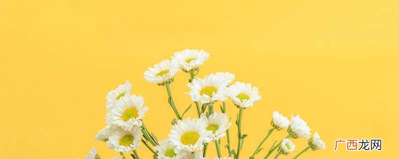 菊花的花语和寓意和象征